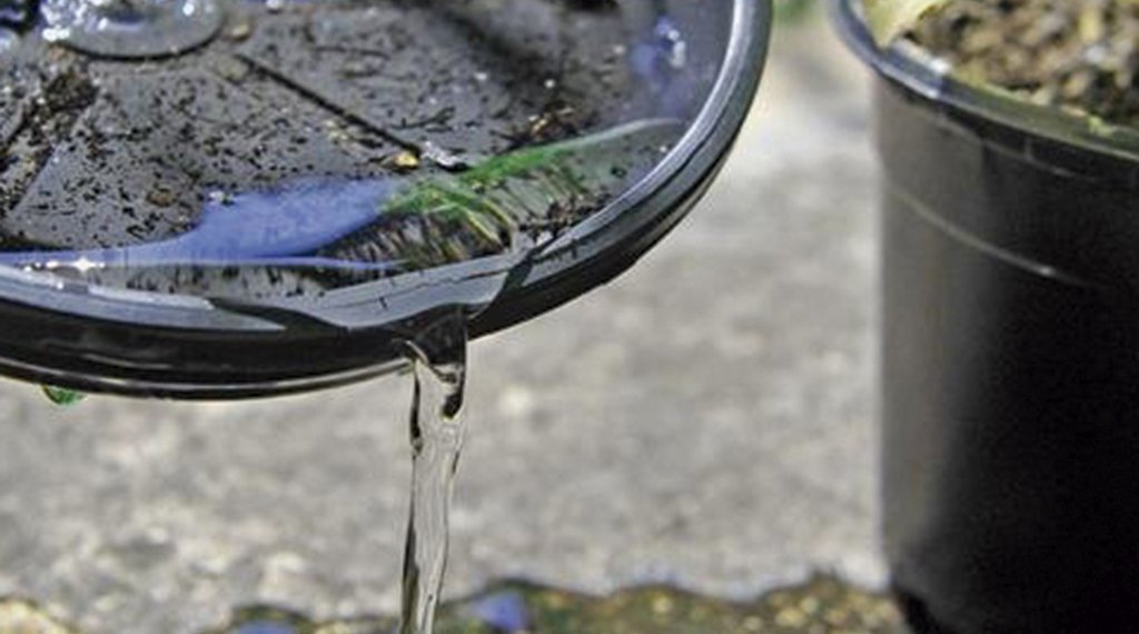 Atenção para os casos de dengue em Campo Bom 1 De olho nos focos do mosquito da Dengue