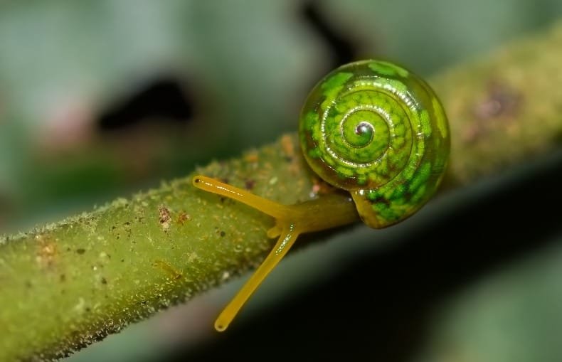 Curiosidades, mitos e verdades sobre a fauna e a flora 1 Curiosidades, mitos e verdades sobre a fauna e a flora