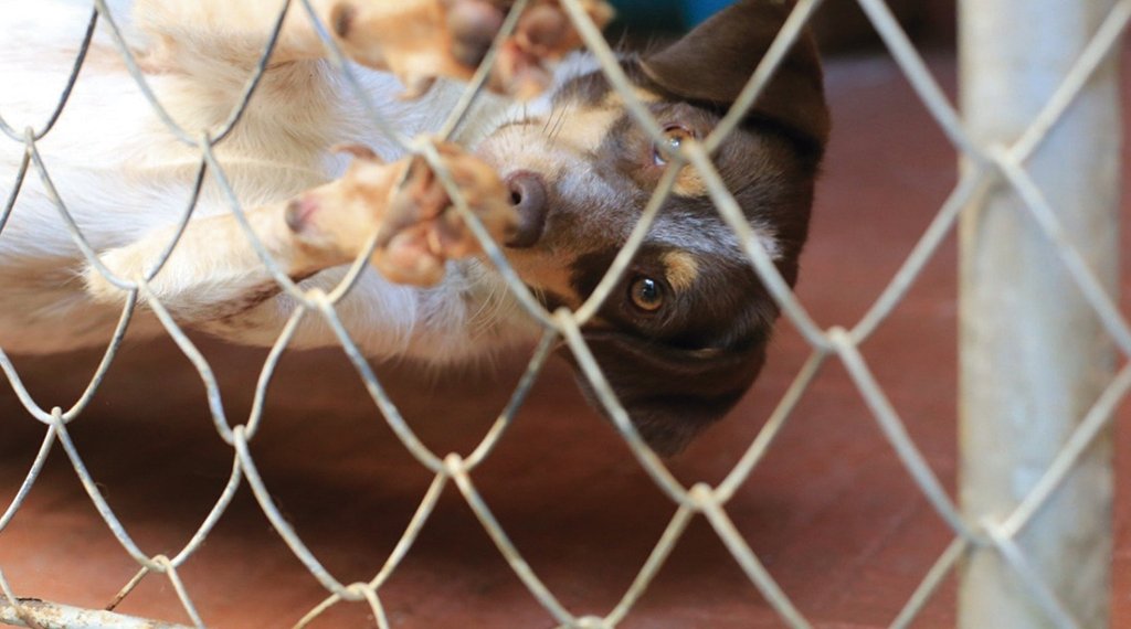 Feira de adoção de cachorros “au-line” será realizado neste sábado 1 Feira de adoção de cachorros “au-line” será realizado neste sábado