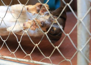 Feira de adoção de cachorros “au-line” será realizado neste sábado