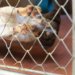 Feira de adoção de cachorros “au-line” será realizado neste sábado 7 Feira de adoção de cachorros “au-line” será realizado neste sábado
