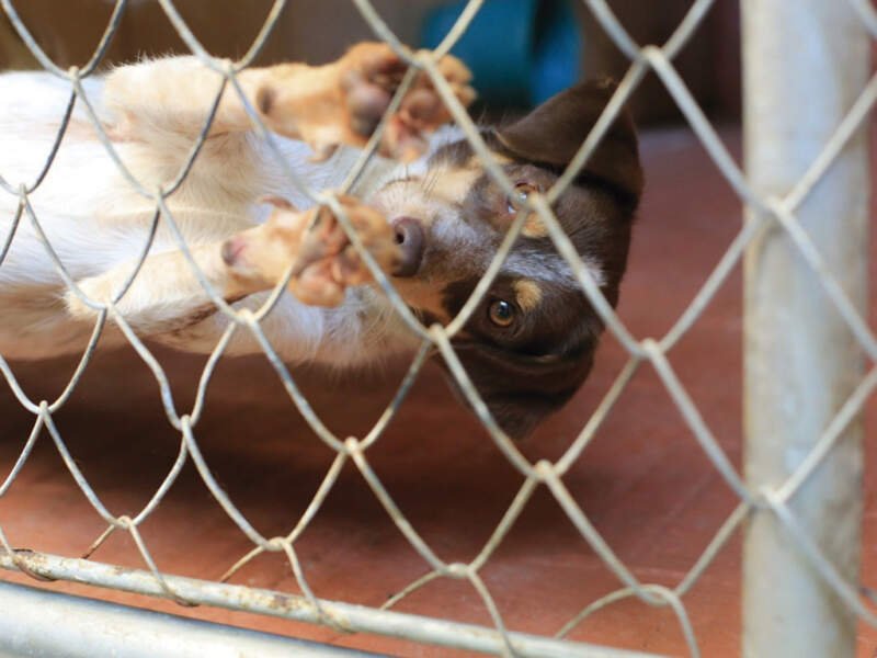 Feira de adoção de cachorros “au-line” será realizado neste sábado 1 feira auline