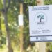 Um ano do Plano de Arborização no município 5 Um ano do Plano de Arborização no município