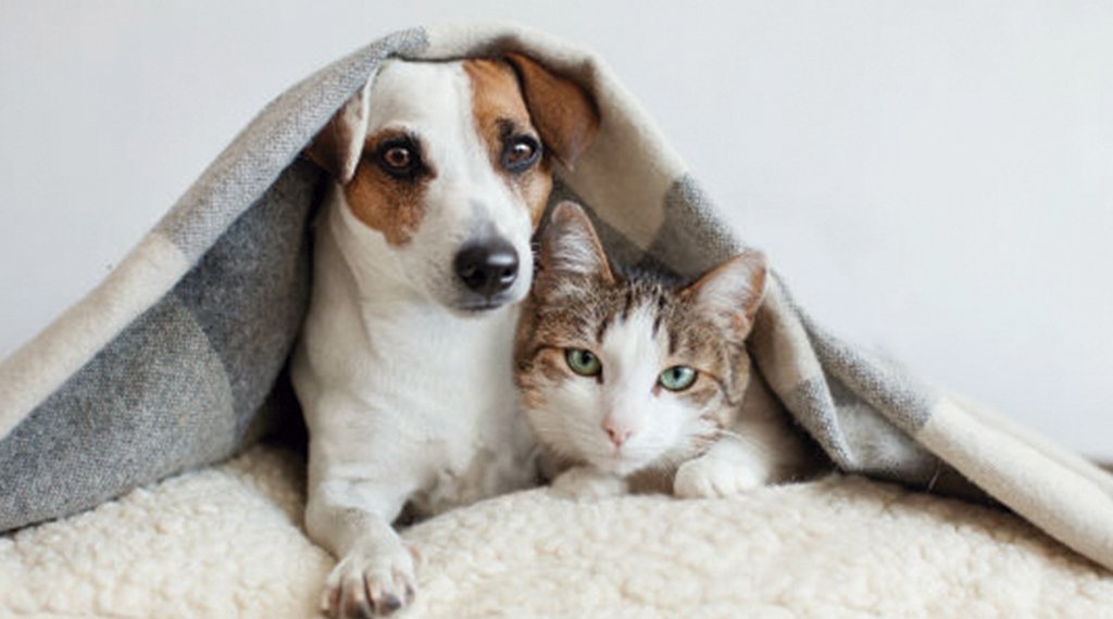 SEMA realiza campanha do Agasalho Pets 1 SEMA realiza campanha do Agasalho Pets