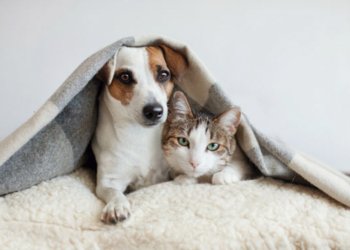 SEMA realiza campanha do Agasalho Pets