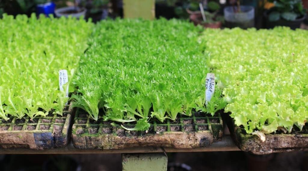 Campo Bom terá programação especial na Semana do Meio Ambiente