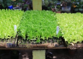Campo Bom terá programação especial na Semana do Meio Ambiente
