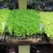 Campo Bom terá programação especial na Semana do Meio Ambiente 5 Campo Bom terá programação especial na Semana do Meio Ambiente