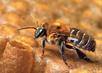 Espécie de abelha natural da Amazônia é encontrada na zona central da cidade