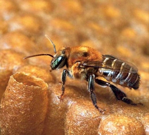 Espécie de abelha natural da Amazônia é encontrada na zona central da cidade