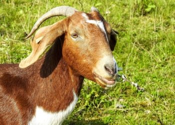Primeiro abigeato do ano registrado em Campo Bom 10 Primeiro abigeato do ano registrado em Campo Bom