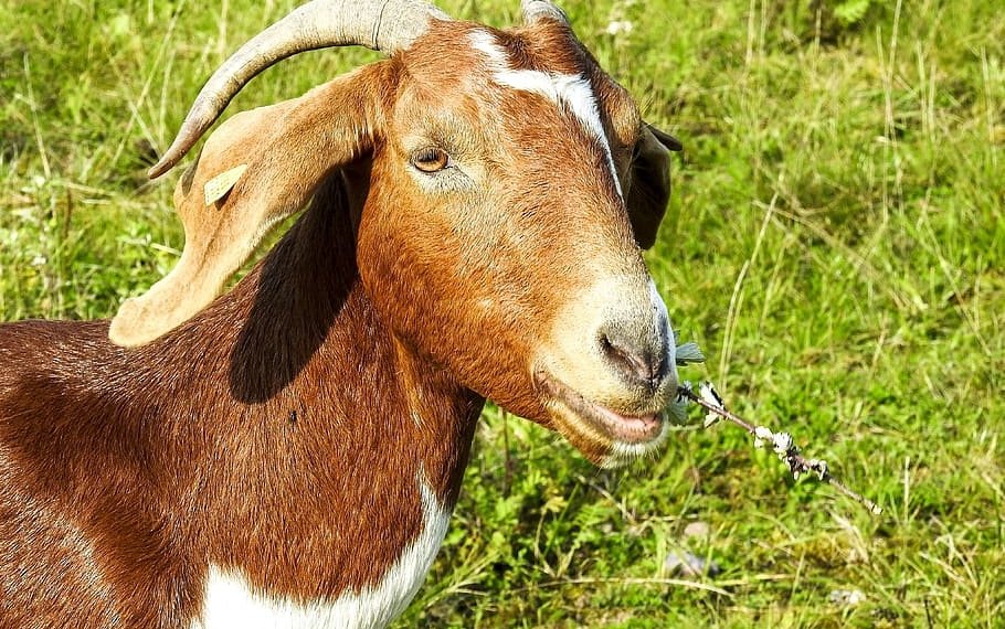 Primeiro abigeato do ano registrado em Campo Bom