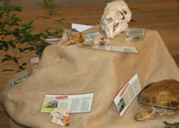 Secretaria de Educação organiza a 7ª Semana de Ciência e Tecnologia 2 Secretaria de Educação organiza a 7ª Semana de Ciência e Tecnologia