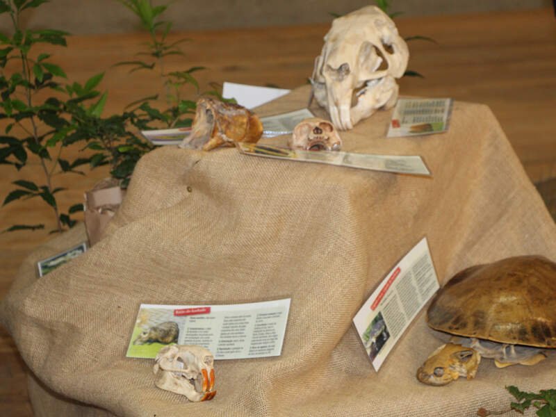 feira de ciencias