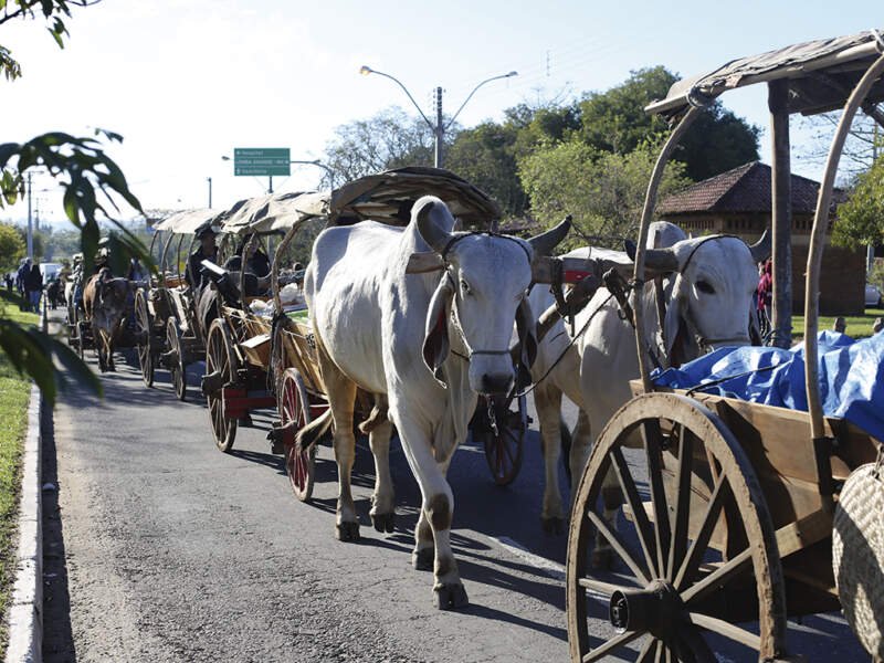 Escritório de Defesa Agropecuária será inaugurado no município 1 defesa animal