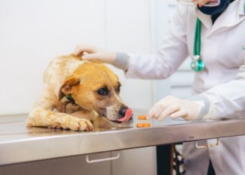 Cães do Cempra recebem imunização