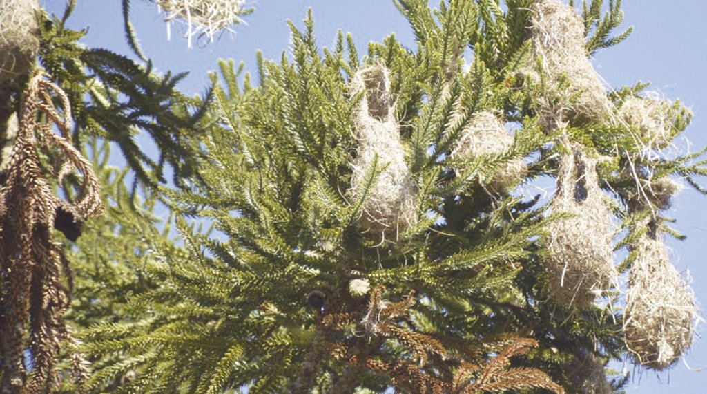 Você já viu ninhos em formato de bolsa? 1 Você já viu ninhos em formato de bolsa?