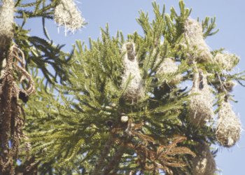 Você já viu ninhos em formato de bolsa?