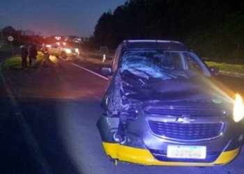 Cavalo morre atropelado próximo ao pedágio de Campo Bom