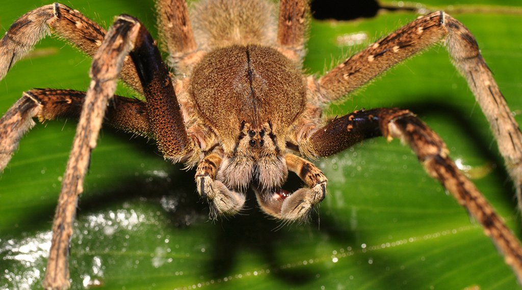 Animais peçonhentos e onde habitam
