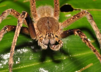 Animais peçonhentos e onde habitam