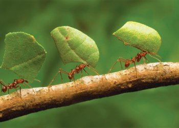 Você já imaginou como é a vida de um inseto?