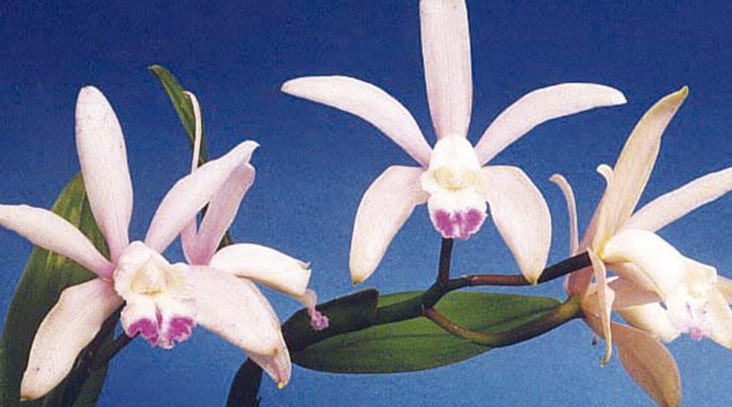 Hoje falaremos das muitas cores e formas que vemos por aí: as flores