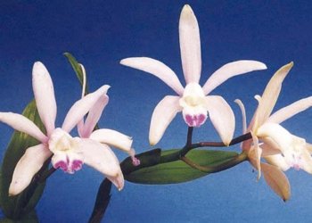 Hoje falaremos das muitas cores e formas que vemos por aí: as flores