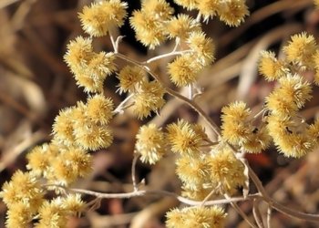 Conheça algumas plantas medicinais da nossa região