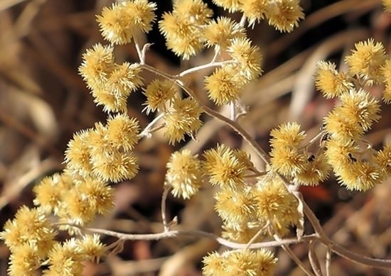 Conheça algumas plantas medicinais da nossa região
