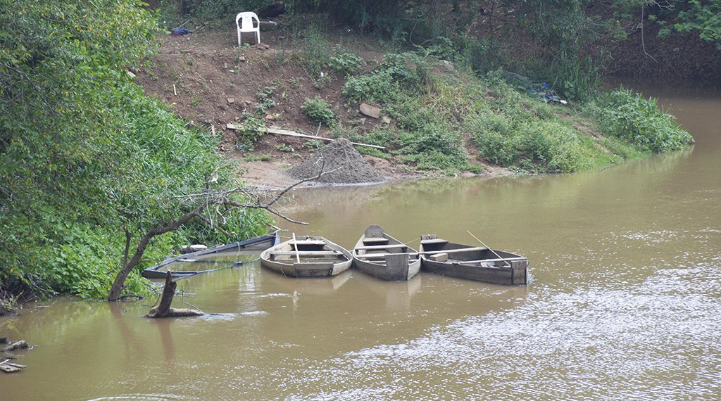 Seca: Começam a surgir os primeiros peixes mortos no Rio dos Sinos 1 Seca: Começam a surgir os primeiros peixes mortos no Rio dos Sinos