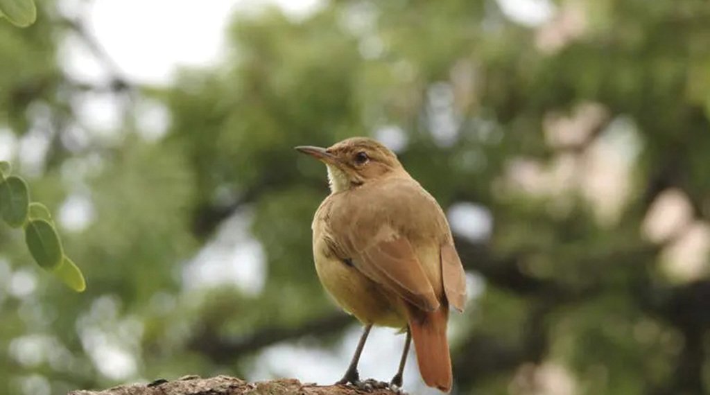 Os símbolos de Campo Bom 1 Os símbolos de Campo Bom