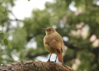 Os símbolos de Campo Bom
