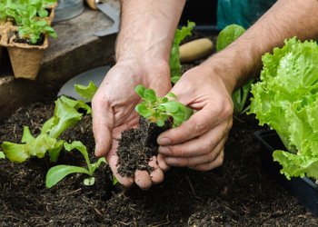 Como fazer e cultivar a sua própria horta