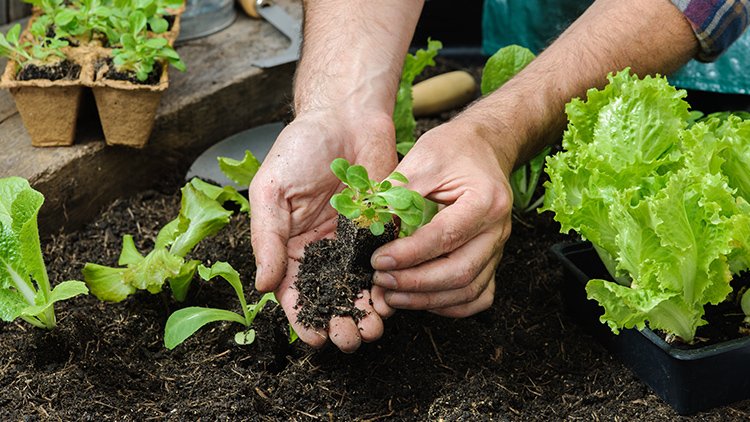Como fazer e cultivar a sua própria horta 1 Como fazer e cultivar a sua própria horta