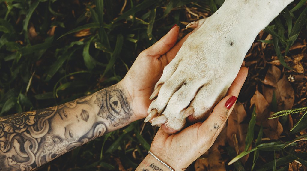 Abril Laranja alerta para a prevenção contra a crueldade animal 1 Abril Laranja alerta para a prevenção contra a crueldade animal