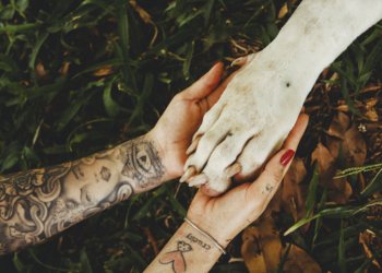 Abril Laranja alerta para a prevenção contra a crueldade animal