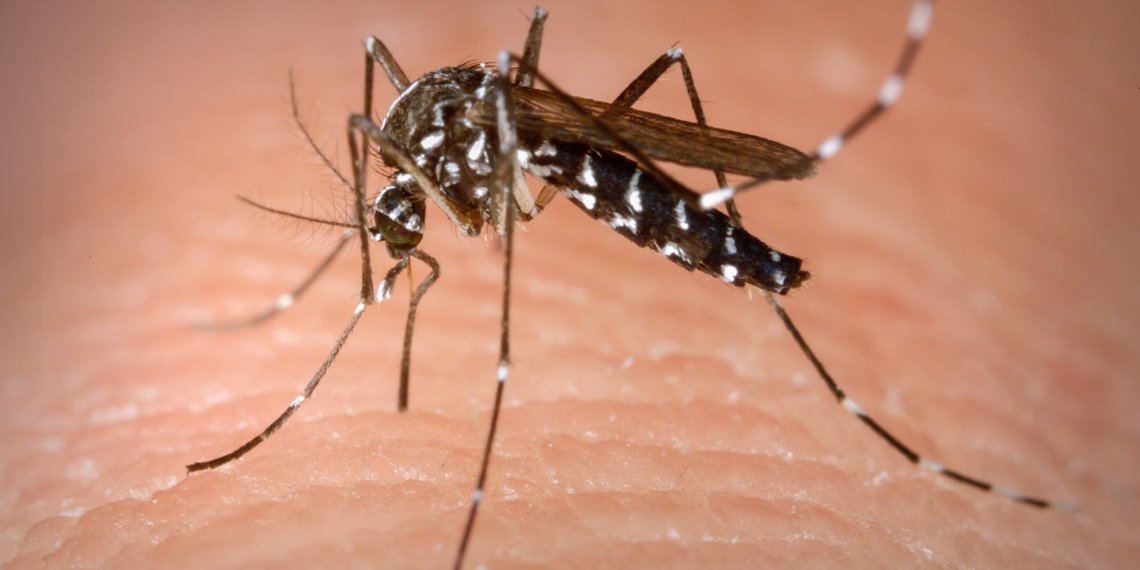 Casos de dengue dobram entre janeiro e março em Campo Bom 1 Bairros Paulista e Alto Paulista recebem mutirão de combate à dengue nos próximos dias