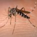 Casos de dengue dobram entre janeiro e março em Campo Bom 5 Bairros Paulista e Alto Paulista recebem mutirão de combate à dengue nos próximos dias
