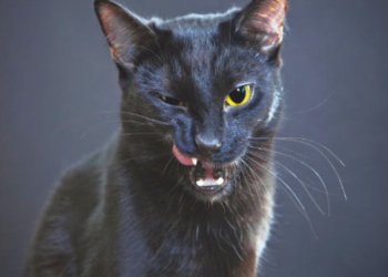 As superstições da sexta-feira 13