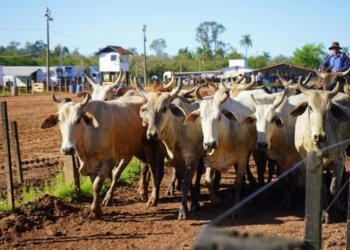 Declaração Anual de Rebanho deve ser feita até 31 de outubro