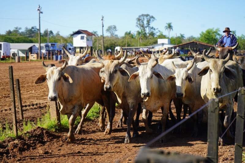 Declaração Anual de Rebanho deve ser feita até 31 de outubro 1 Declaração Anual de Rebanho deve ser feita até 31 de outubro