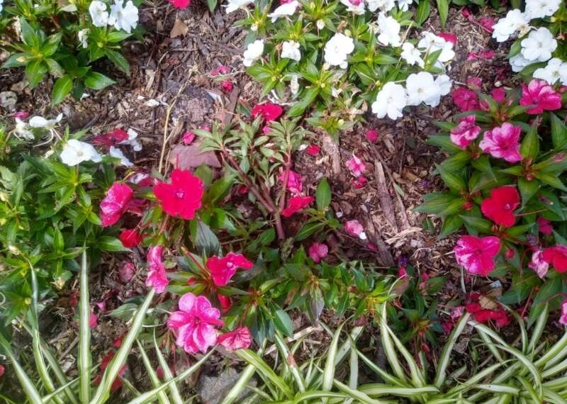 Danos aos canteiros do Largo Irmãos Vetter continuam