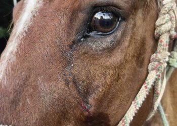 Está na Câmara projeto que visa, gradativamente, acabar com as carroças com tração animal 5 Está na Câmara projeto que visa, gradativamente, acabar com as carroças com tração animal