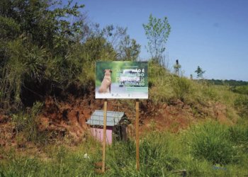 Campanha Dezembro Verde busca conscientizar sobre o abandono de animais 4 Campanha Dezembro Verde busca conscientizar sobre o abandono de animais