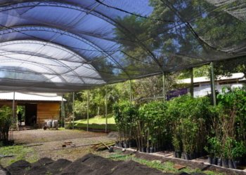 Horto Municipal de Campo Bom conta com nova estufa