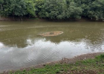 Secretaria do Meio Ambiente monitora a morte de dezenas de peixes em Campo Bom