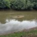 Secretaria do Meio Ambiente monitora a morte de dezenas de peixes em Campo Bom 7 Secretaria do Meio Ambiente monitora a morte de dezenas de peixes em Campo Bom
