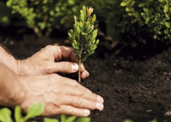 Uma árvore em frente a cada casa até 2025 10 Uma árvore em frente a cada casa até 2025