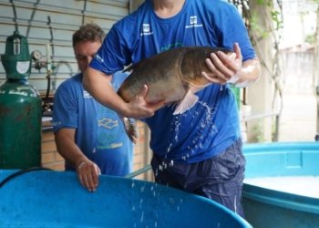 Feira do Peixe Vivo promove a venda de 2,5 mil quilos de peixes 1 Feira do Peixe Vivo promove a venda de 2,5 mil quilos de peixes